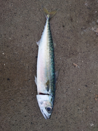 サバの釣果