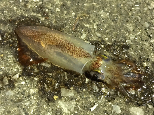 ケンサキイカの釣果