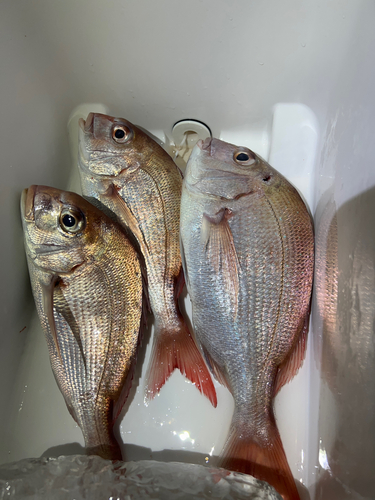 タイの釣果