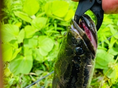 ライギョの釣果