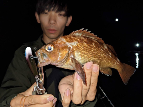 エゾメバルの釣果