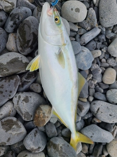 ワカシの釣果