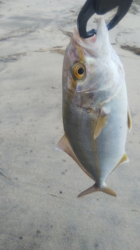 ショゴの釣果