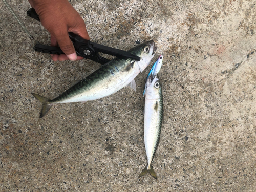 サバの釣果