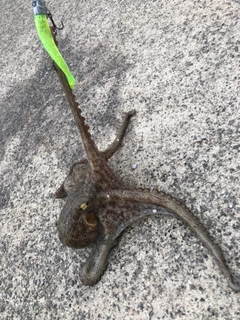 タコの釣果