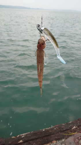 エソの釣果