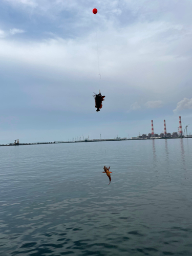 ハオコゼの釣果