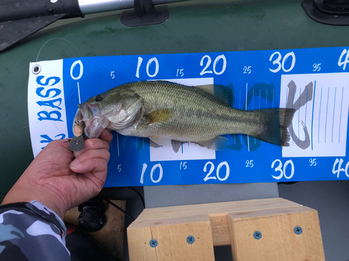 ブラックバスの釣果