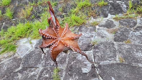 タコの釣果