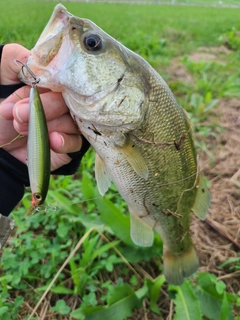 ラージマウスバスの釣果
