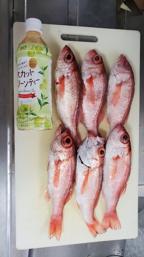 アカムツの釣果