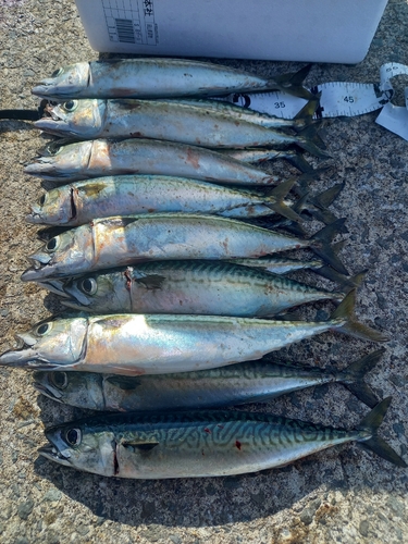 サバの釣果