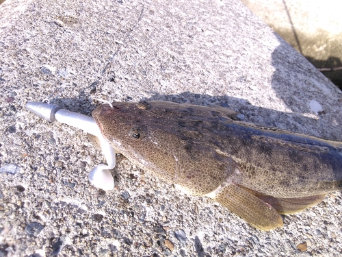 マゴチの釣果