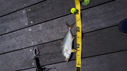 ショゴの釣果