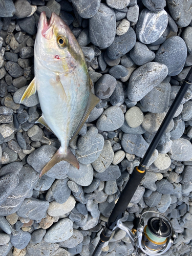 ショゴの釣果