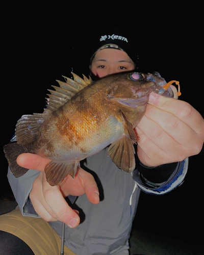 アカメバルの釣果