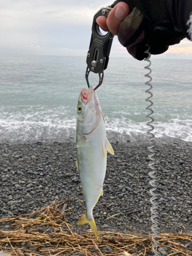 ワカシの釣果