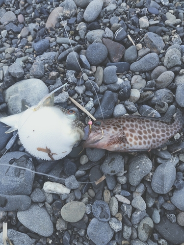 オオモンハタの釣果