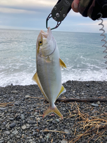 ショゴの釣果