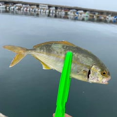 ショゴの釣果