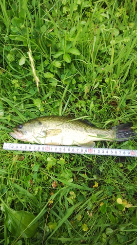 ブラックバスの釣果