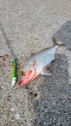 ショゴの釣果