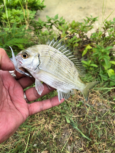 オキナワキチヌの釣果