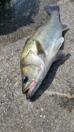 タイリクスズキの釣果