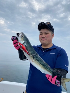 サバの釣果