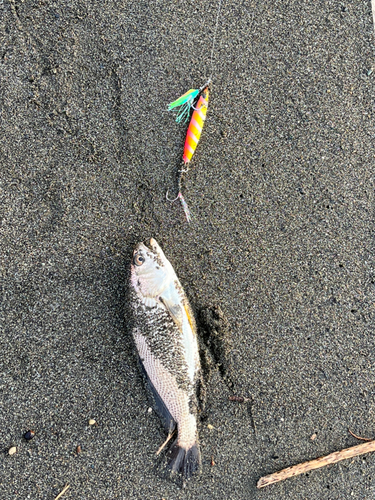 ニベの釣果