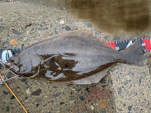 ヒラメの釣果