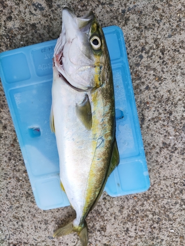 ツバスの釣果