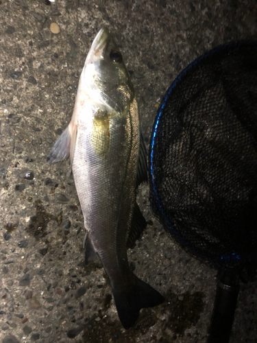 フッコ（マルスズキ）の釣果