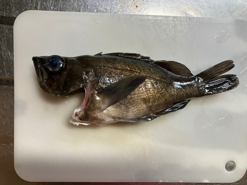 クロメバルの釣果