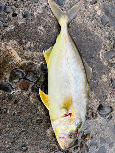 シオの釣果