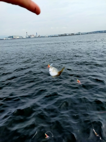 サバの釣果