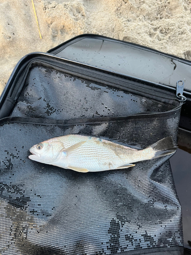 イシモチの釣果