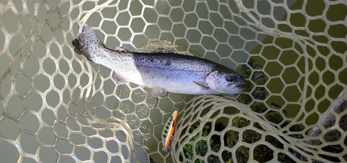 ニジマスの釣果