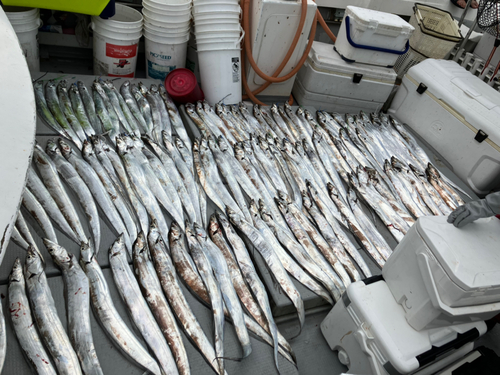 タチウオの釣果