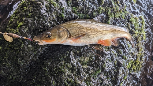 ウグイの釣果