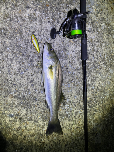 シーバスの釣果