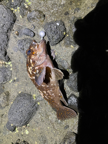 オウゴンムラソイの釣果