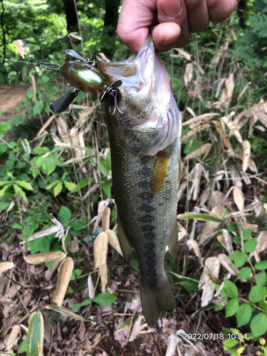 ブラックバスの釣果