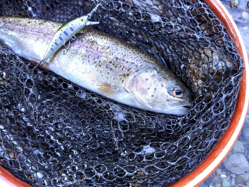 ニジマスの釣果