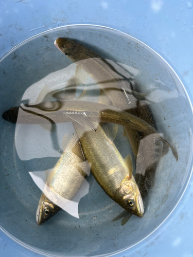 アユの釣果