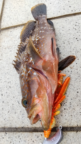 キジハタの釣果