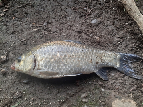 フナの釣果