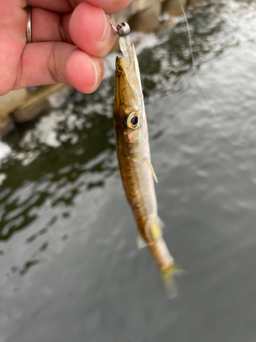 カマスの釣果