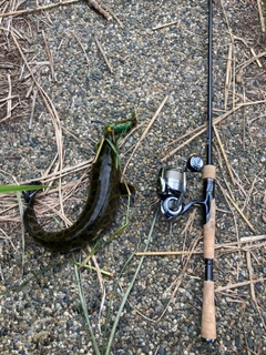 ライギョの釣果