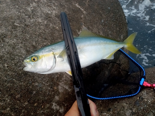 ツバスの釣果